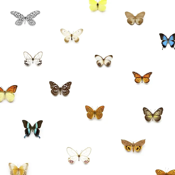Gerahmter Druck : Butterflies Gerahmter Druck : Butterflies