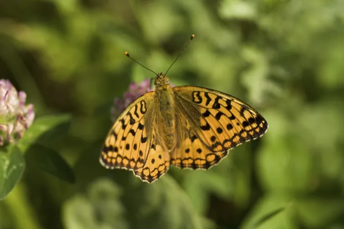 Gerahmter Druck : Butterflies Gerahmter Druck : Butterflies