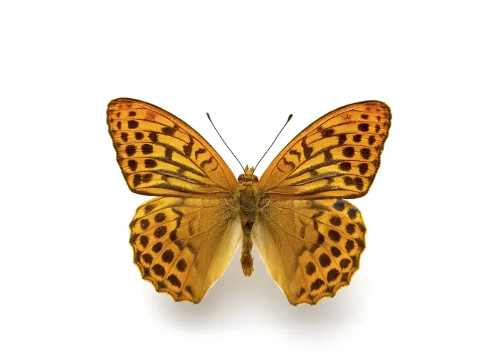 Gerahmter Druck : Schmetterling Gerahmter Druck : Schmetterling