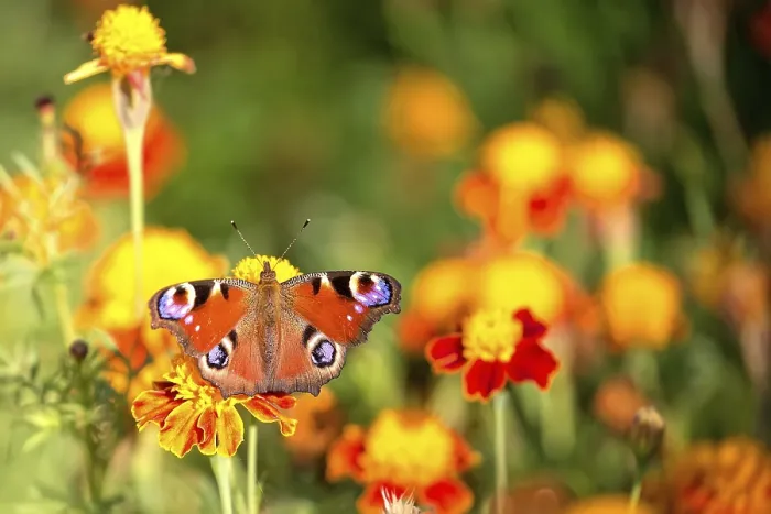 Gerahmter Druck : Schmetterling auf einer Blume in der Wildnis Gerahmter Druck : Schmetterling auf einer Blume in der Wildnis