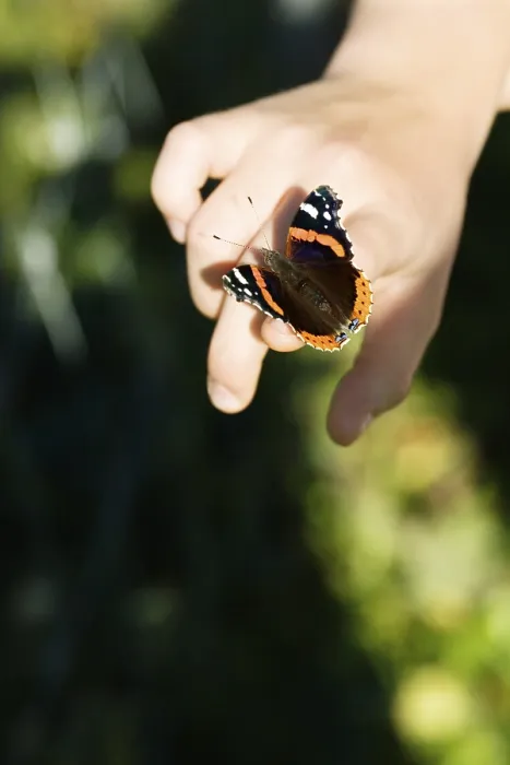 Gerahmter Druck : Schmetterling auf der Hand Gerahmter Druck : Schmetterling auf der Hand