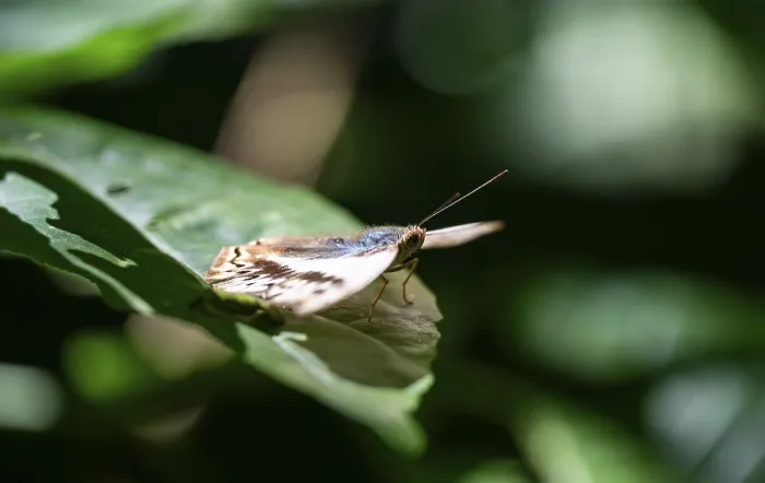 Gerahmter Druck : Schmetterling sitzt auf einem Blatt in Regenwald.