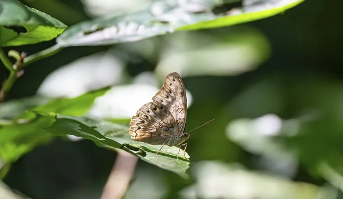 Gerahmter Druck : Schmetterling sitzt auf einem Blatt in Regenwald. Gerahmter Druck : Schmetterling sitzt auf einem Blatt in Regenwald.
