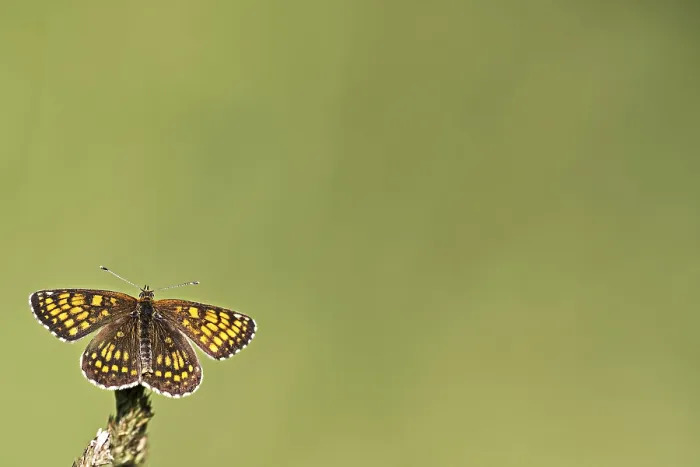 Gerahmter Druck : Schmetterling im Wilden Gerahmter Druck : Schmetterling im Wilden