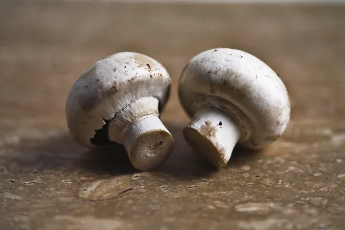 Gerahmter Druck : Pilzmuscheln Gerahmter Druck : Pilzmuscheln