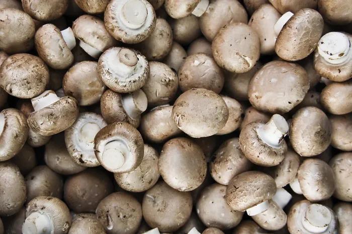 Gerahmter Druck : Pilze (Agaricus) Gerahmter Druck : Pilze (Agaricus)