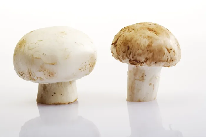 Gerahmter Druck : Pilzmuscheln (Agaricus) Gerahmter Druck : Pilzmuscheln (Agaricus)