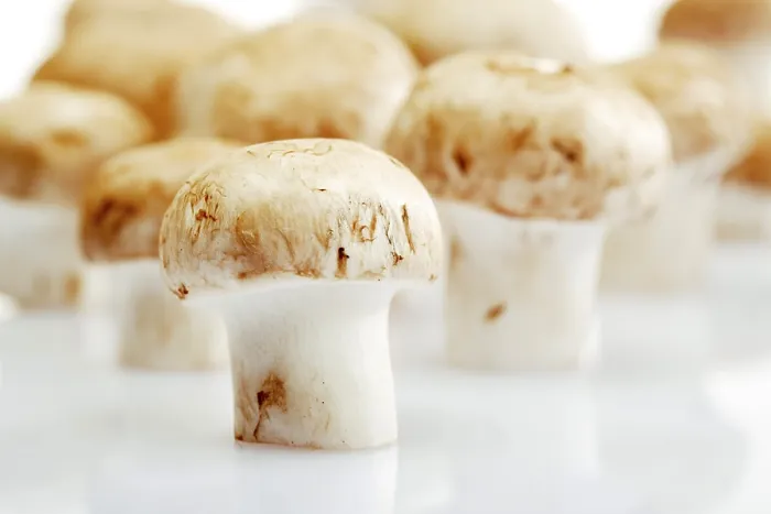 Gerahmter Druck : Pilzmuscheln, Champignons (Agaricus) Gerahmter Druck : Pilzmuscheln, Champignons (Agaricus)