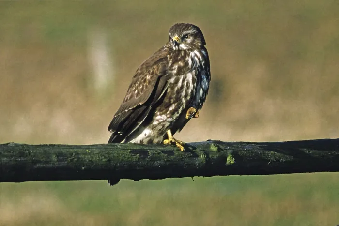Gerahmter Druck : Bussard, Buteo buteo, Bussard Gerahmter Druck : Bussard, Buteo buteo, Bussard