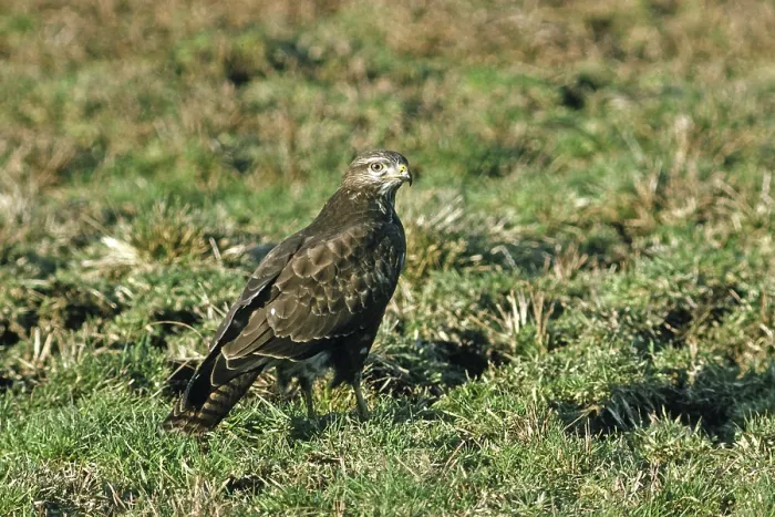 Gerahmter Druck : Bussard, Buteo buteo, Bussard Gerahmter Druck : Bussard, Buteo buteo, Bussard