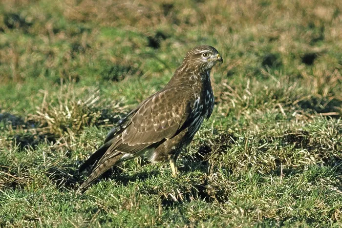 Gerahmter Druck : Schleiereule, Buteo buteo, Schleiereule. Gerahmter Druck : Schleiereule, Buteo buteo, Schleiereule.