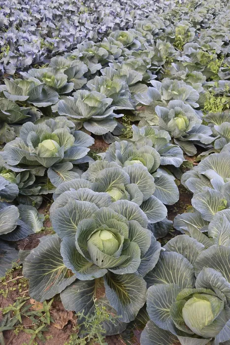 Gerahmter Druck : Kohl im Feld. Gerahmter Druck : Kohl im Feld.