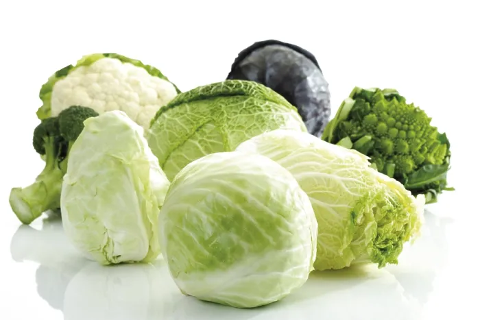 Gerahmter Druck : Kohl-Varietäten: Rotkohl Gerahmter Druck : Kohl-Varietäten: Rotkohl