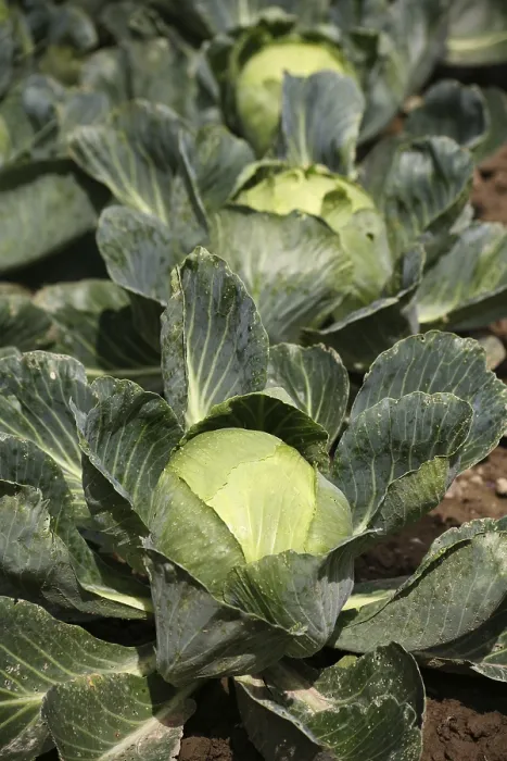 Gerahmter Druck : Kohl in einem Gemüsegarten. Gerahmter Druck : Kohl in einem Gemüsegarten.