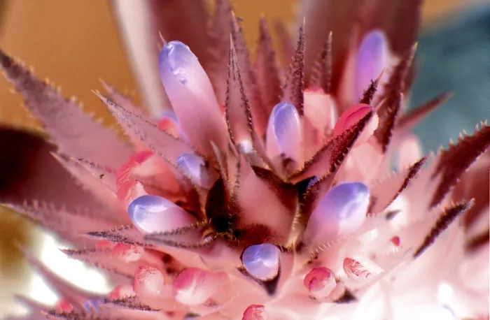 Gerahmter Druck : Kaktusblüte mit Dornen. Gerahmter Druck : Kaktusblüte mit Dornen.