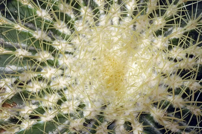 Gerahmter Druck : Echinocactus grusonii Gerahmter Druck : Echinocactus grusonii
