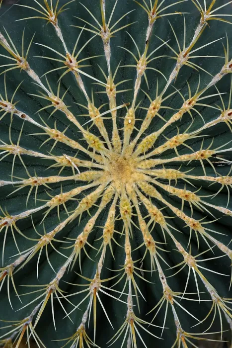 Gerahmter Druck : Kaktus (Ferocactus histrix), Detail. Gerahmter Druck : Kaktus (Ferocactus histrix), Detail.