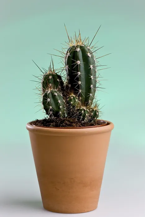 Gerahmter Druck : Kaktus in einer Blumenvase Gerahmter Druck : Kaktus in einer Blumenvase
