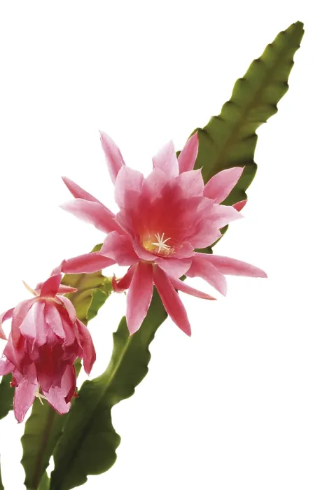 Gerahmter Druck : Kaktusblumen Gerahmter Druck : Kaktusblumen