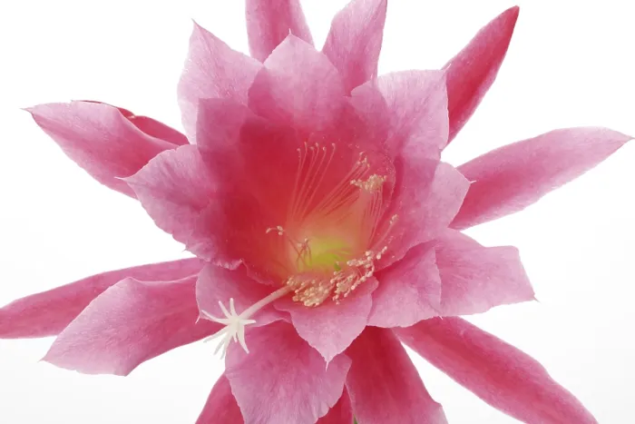 Gerahmter Druck : Kaktusblüten. Gerahmter Druck : Kaktusblüten.