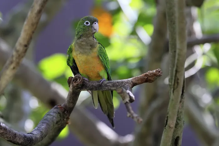 Gerahmter Druck : Kaktusparakeet (Eupsittula cactorum) Gerahmter Druck : Kaktusparakeet (Eupsittula cactorum)