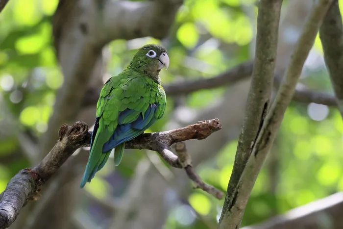 Gerahmter Druck : Cactus-Parakeet (Eupsittula cactorum) Gerahmter Druck : Cactus-Parakeet (Eupsittula cactorum)