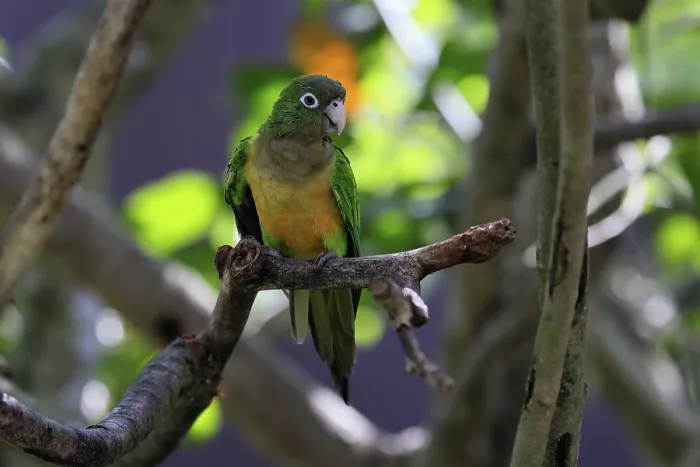 Gerahmter Druck : Kaktusparadiesvogel (Eupsittula cactorum) Gerahmter Druck : Kaktusparadiesvogel (Eupsittula cactorum)
