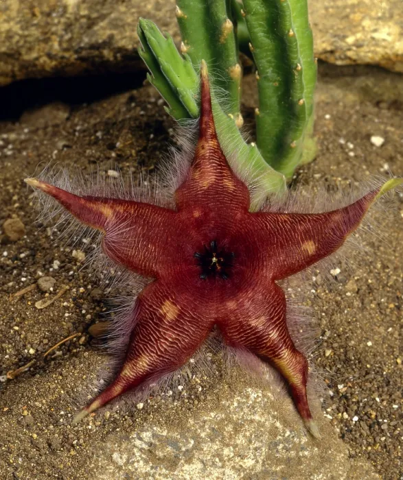 Gerahmter Druck : Stapelia pasadensis Gerahmter Druck : Stapelia pasadensis