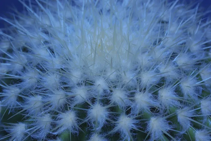 Gerahmter Druck : Kaktusoberfläche in blauer Beleuchtung. Gerahmter Druck : Kaktusoberfläche in blauer Beleuchtung.
