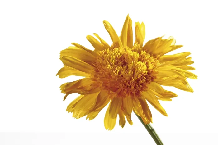 Gerahmter Druck : Kalenderblume oder Pflaumensonne Gerahmter Druck : Kalenderblume oder Pflaumensonne
