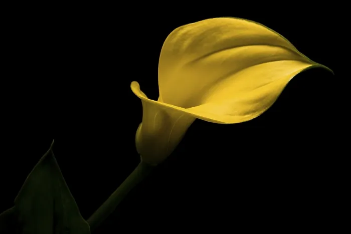 Gerahmter Druck : Calla Gerahmter Druck : Calla