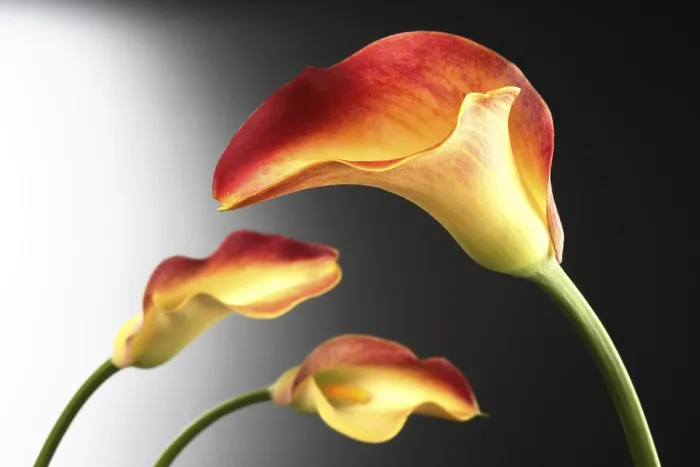 Gerahmter Druck : Callas Gerahmter Druck : Callas