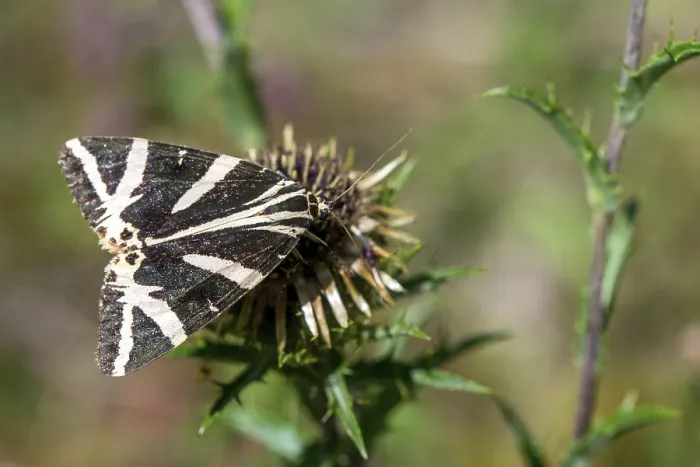 Gerahmter Druck : Callimorpha quadripunctaria, Euplagia quadripunctaria Gerahmter Druck : Callimorpha quadripunctaria, Euplagia quadripunctaria