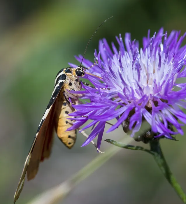 Gerahmter Druck : Callimorpha quadripunctaria, Euplagia quadripunctaria Gerahmter Druck : Callimorpha quadripunctaria, Euplagia quadripunctaria