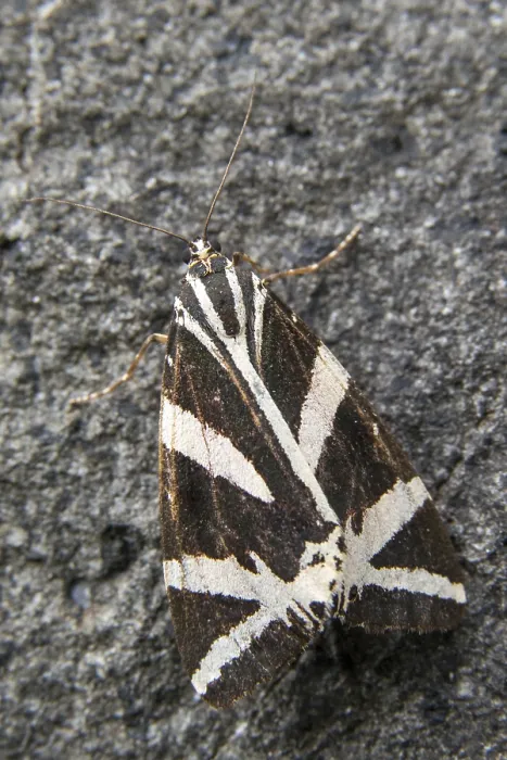 Gerahmter Druck : Callimorpha quadripunctaria, Euplagia quadripunctaria Gerahmter Druck : Callimorpha quadripunctaria, Euplagia quadripunctaria