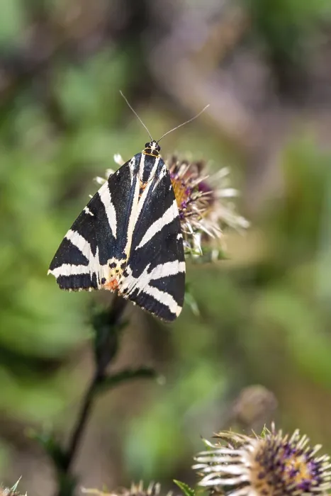 Gerahmter Druck : Callimorpha quadripunctaria, Euplagia quadripunctaria Gerahmter Druck : Callimorpha quadripunctaria, Euplagia quadripunctaria