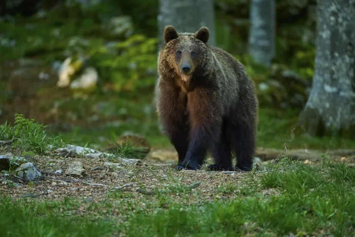 Gerahmter Druck : Ein ruhiger brauner Bär im Wald. Gerahmter Druck : Ein ruhiger brauner Bär im Wald.