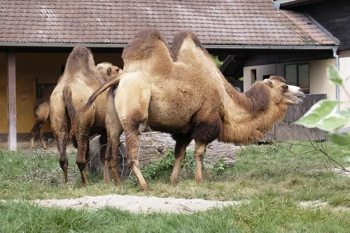 Gerahmter Druck : Camel Gerahmter Druck : Camel