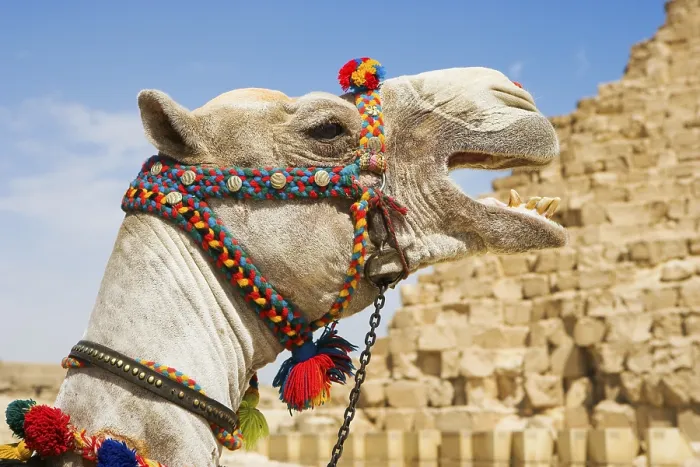 Gerahmter Druck : Ein Kamel in Ägypten.