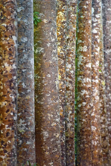 Gerahmter Druck : Kamouflage-Muster des Kauri (Agathis australis) Gerahmter Druck : Kamouflage-Muster des Kauri (Agathis australis)