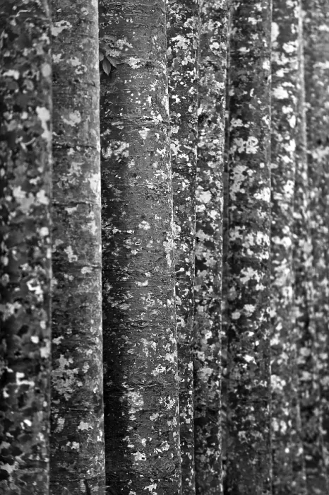 Gerahmter Druck : Kamouflage-Muster des Kauri (Agathis australis) Gerahmter Druck : Kamouflage-Muster des Kauri (Agathis australis)