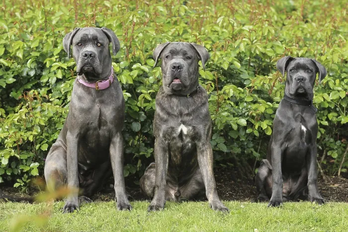 Gerahmter Druck : Cane Corso, Gruppenbild. Gerahmter Druck : Cane Corso, Gruppenbild.