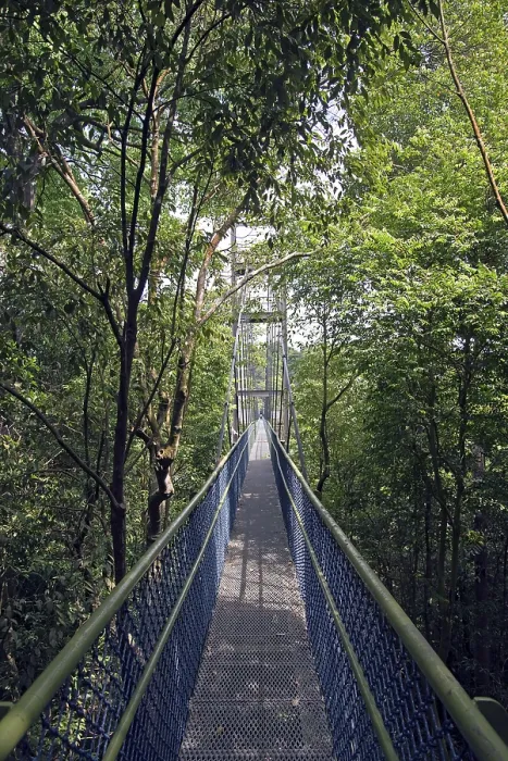 Gerahmter Druck : Wanderweg durch das Dach der Regenwald. Gerahmter Druck : Wanderweg durch das Dach der Regenwald.
