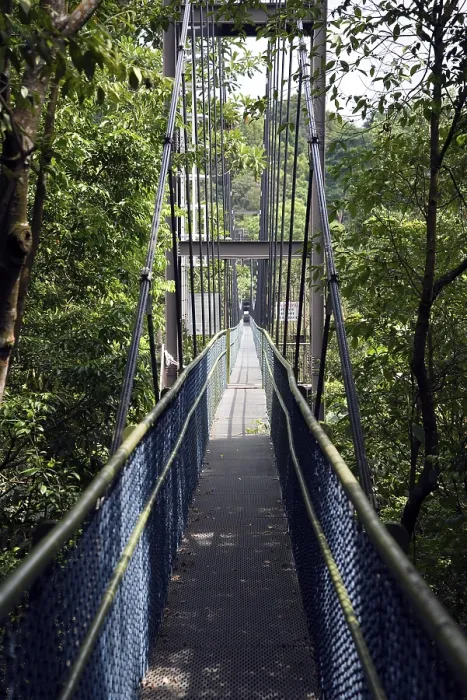 Gerahmter Druck : Wanderrundgang durch den Regenwald. Gerahmter Druck : Wanderrundgang durch den Regenwald.