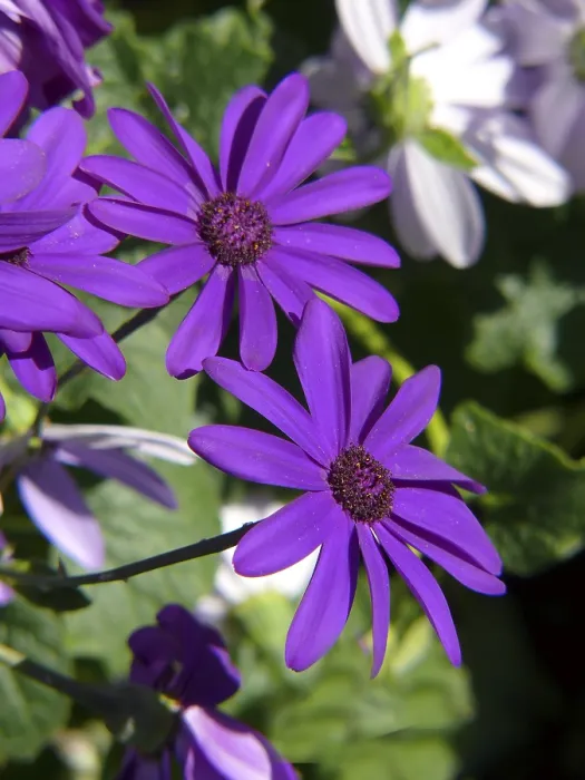 Gerahmter Druck : Kap-Baskett (Osteospermum barberae) Gerahmter Druck : Kap-Baskett (Osteospermum barberae)