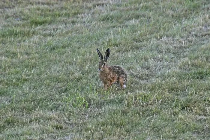 Gerahmter Druck : Kaphirsch, Lepus capensis Gerahmter Druck : Kaphirsch, Lepus capensis