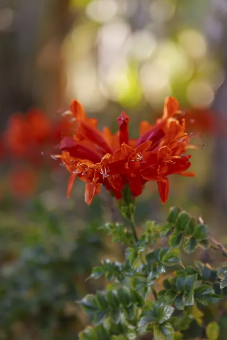Gerahmter Druck : Kap-Mohnblume oder Tecoma capensis Gerahmter Druck : Kap-Mohnblume oder Tecoma capensis