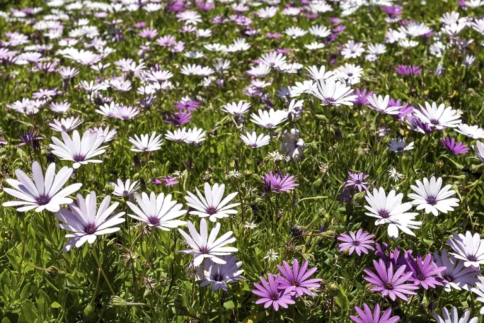 Gerahmter Druck : Kap-Marigold (Dimorphotheca jucunda) Gerahmter Druck : Kap-Marigold (Dimorphotheca jucunda)