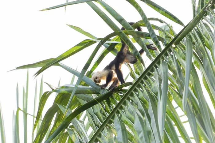 Gerahmter Druck : Kapuzineraffe klettern auf eine Palme in der Dschungel.