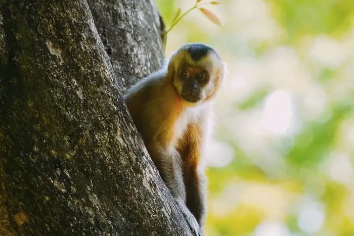 Gerahmter Druck : Der Kapuzineraffe (Sapajus) wird im Baum gesehen. Gerahmter Druck : Der Kapuzineraffe (Sapajus) wird im Baum gesehen.